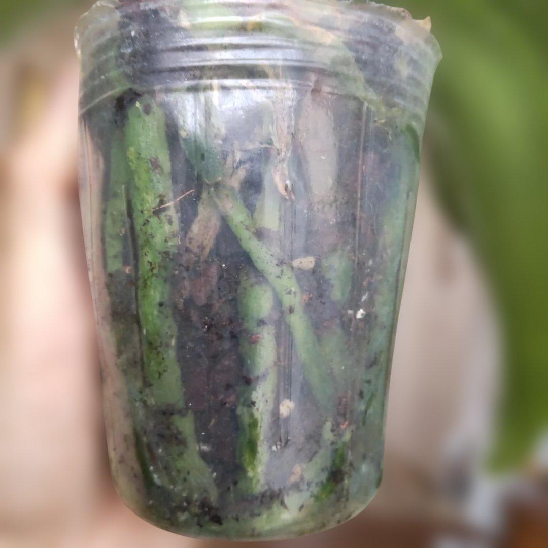 【ピン子】胡蝶蘭 「ブルージーン 」 株のみ タグ付き 速達料金込