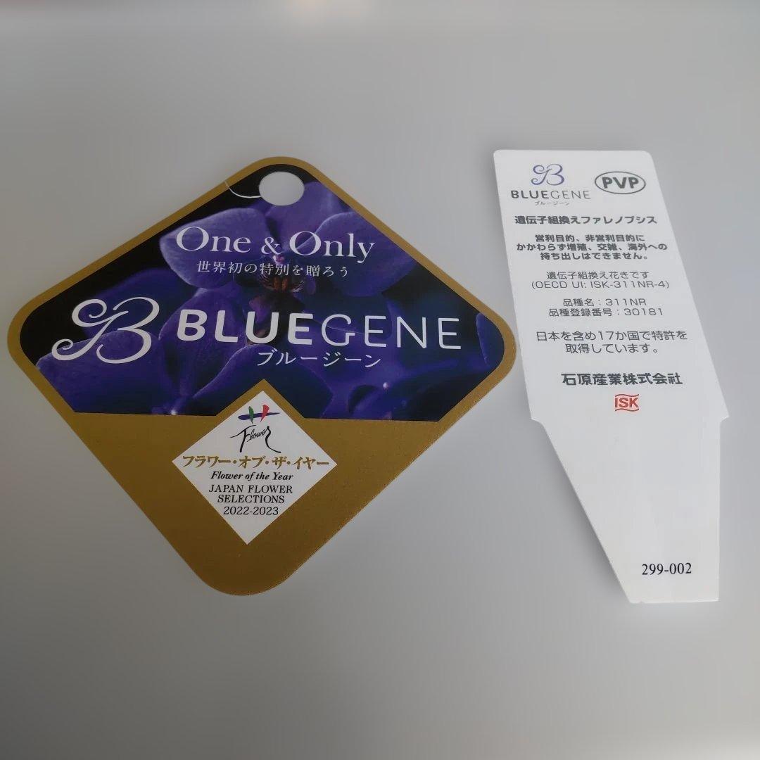 【ピン子】胡蝶蘭 「ブルージーン 」 株のみ タグ付き 速達料金込