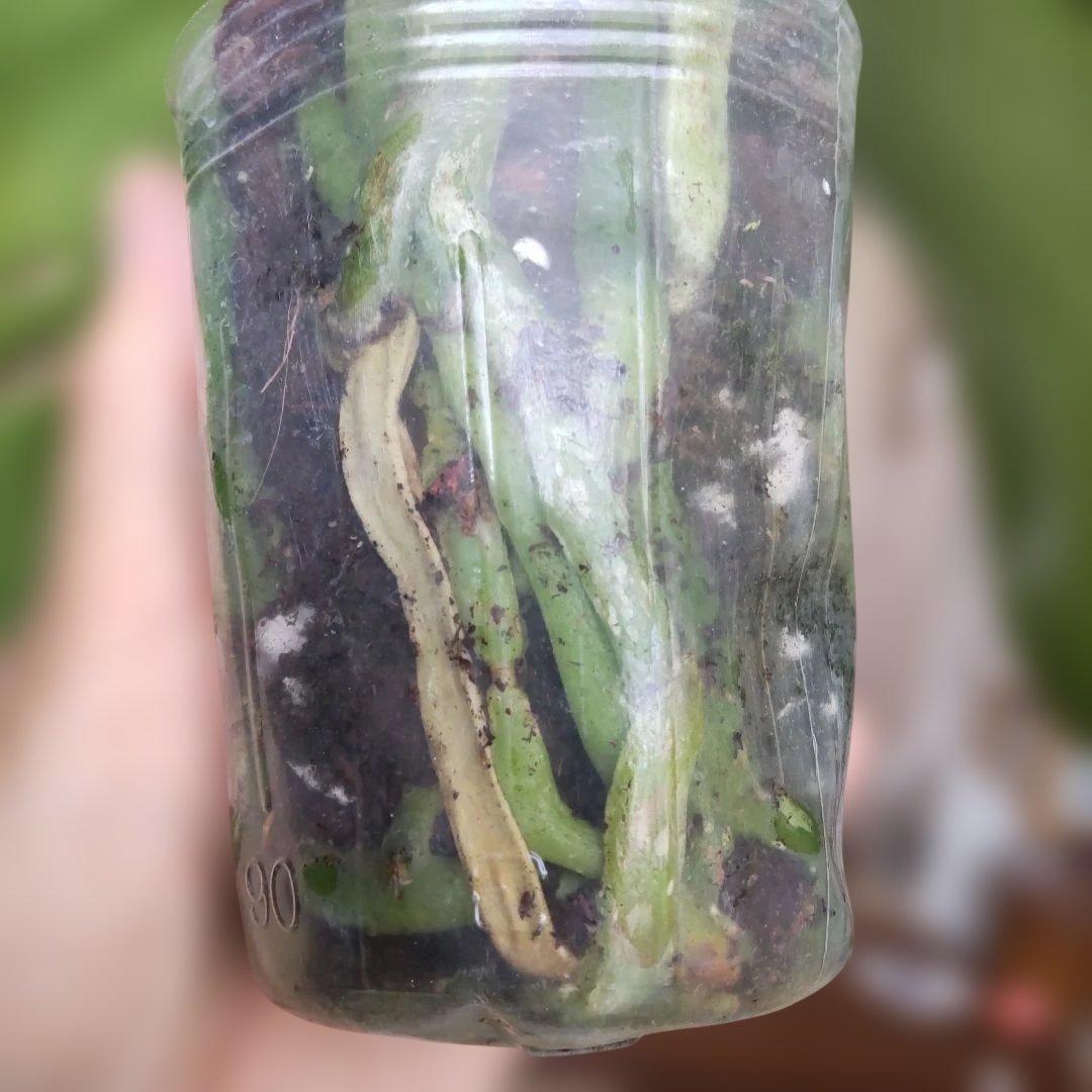 【ピン子】胡蝶蘭 「ブルージーン 」 株のみ タグ付き 速達料金込