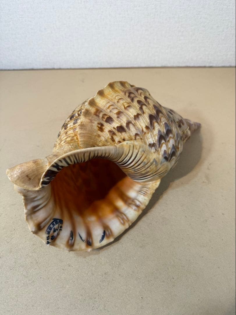 法螺貝 約36センチ　　ほらがい・ホラガイ　置物　インテリア