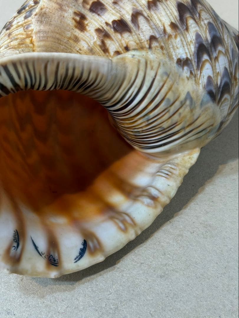 法螺貝 約36センチ　　ほらがい・ホラガイ　置物　インテリア