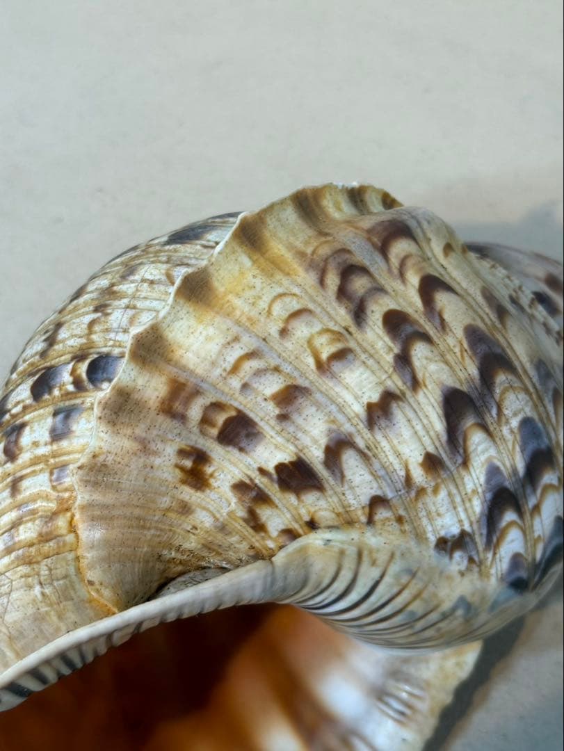 法螺貝 約36センチ　　ほらがい・ホラガイ　置物　インテリア