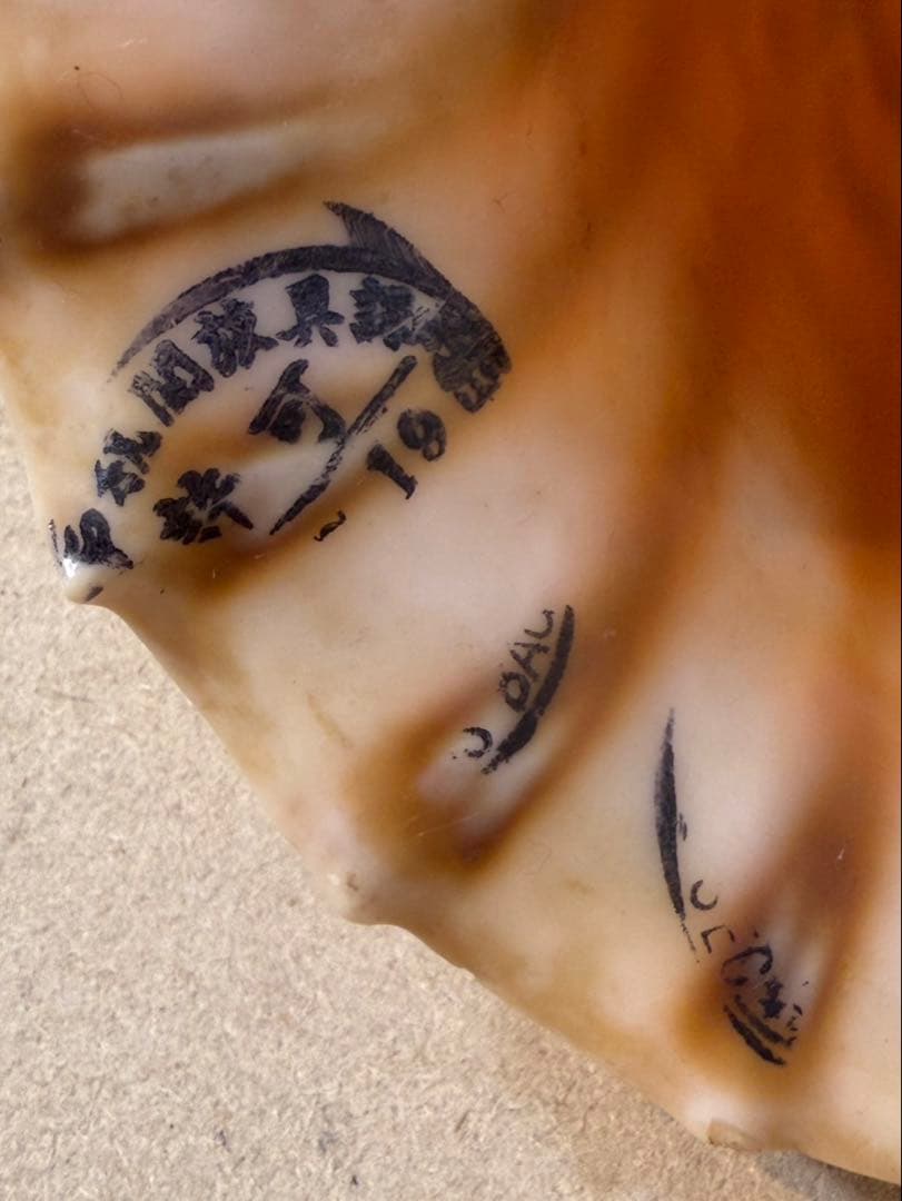 法螺貝 約36センチ　　ほらがい・ホラガイ　置物　インテリア