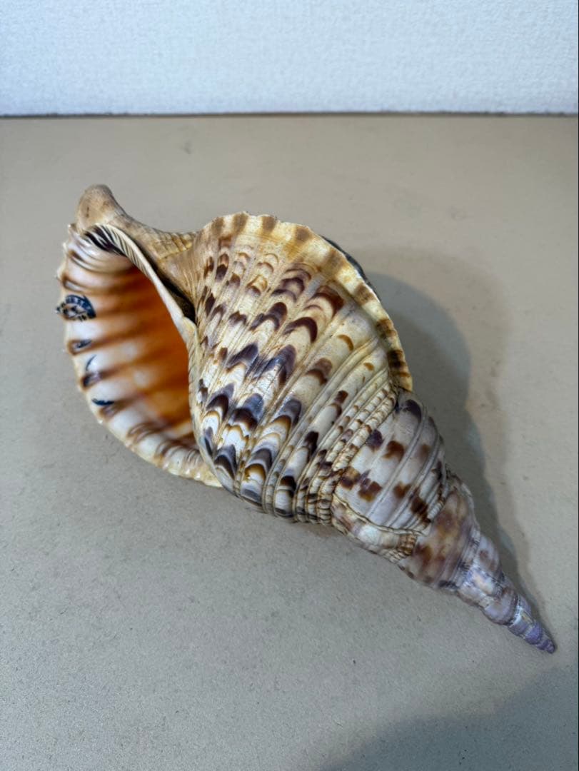 法螺貝 約36センチ　　ほらがい・ホラガイ　置物　インテリア