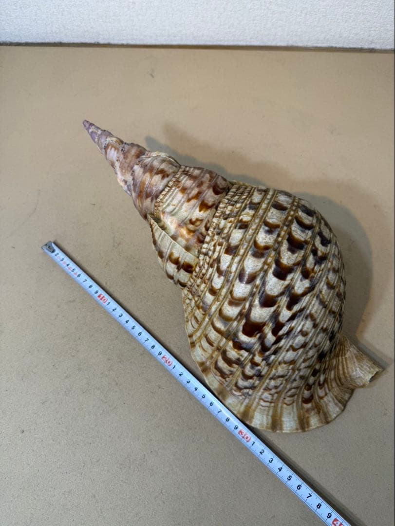 法螺貝 約36センチ　　ほらがい・ホラガイ　置物　インテリア
