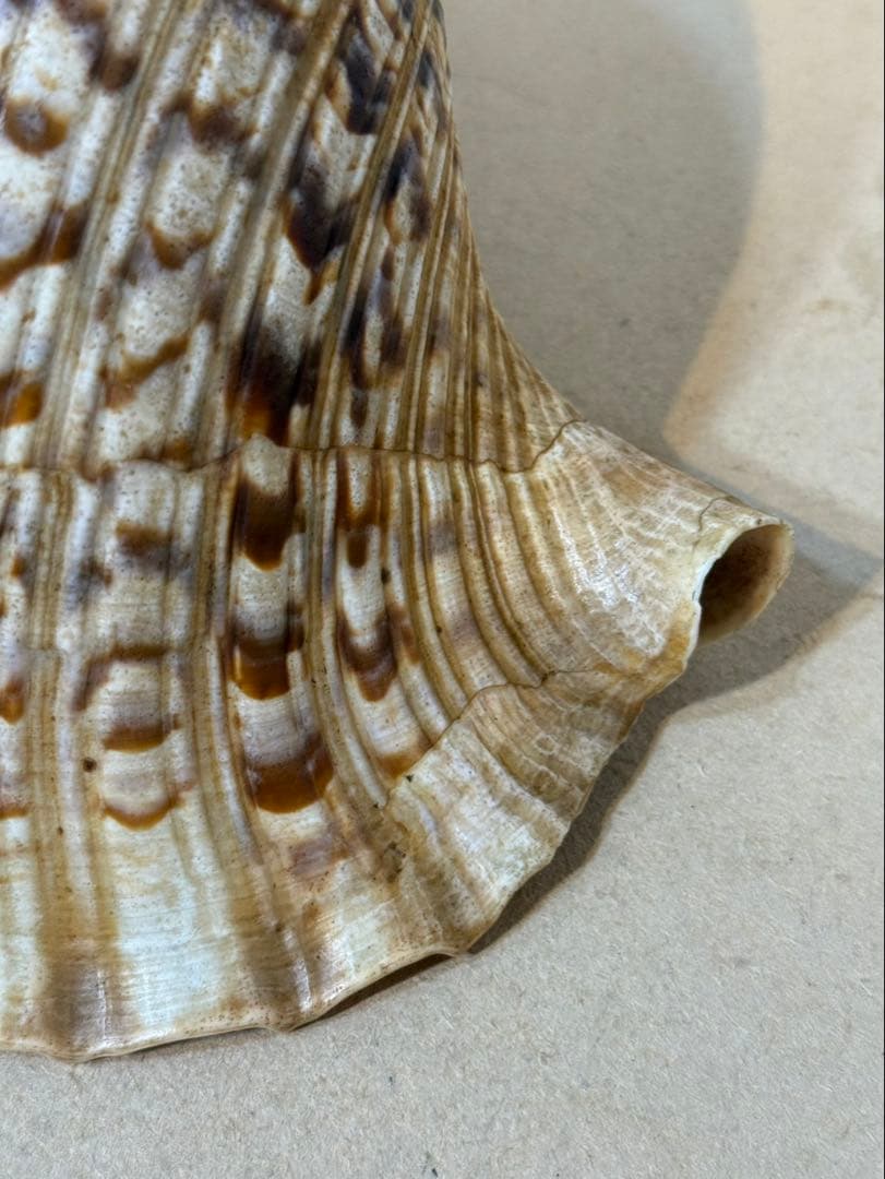 法螺貝 約36センチ　　ほらがい・ホラガイ　置物　インテリア