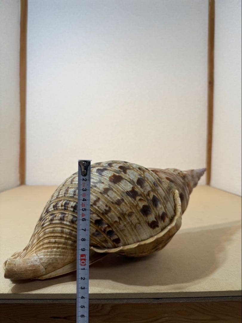 法螺貝 約36センチ　　ほらがい・ホラガイ　置物　インテリア