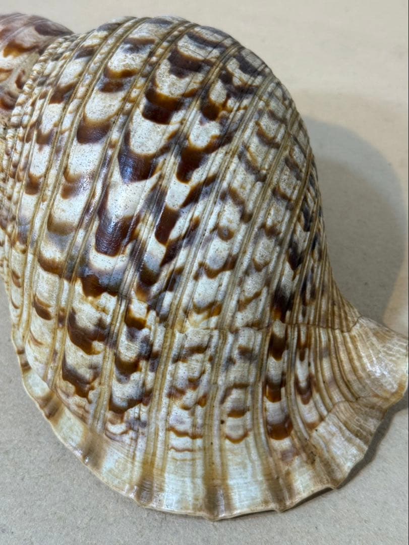 法螺貝 約36センチ　　ほらがい・ホラガイ　置物　インテリア