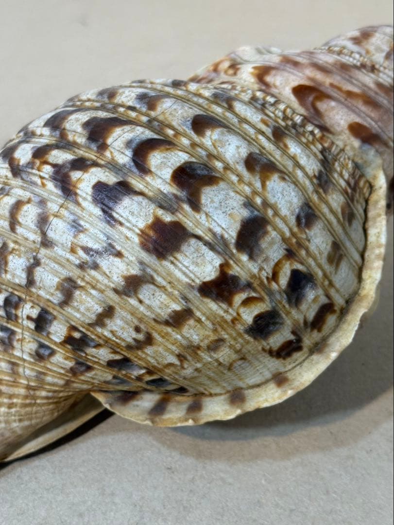 法螺貝 約36センチ　　ほらがい・ホラガイ　置物　インテリア