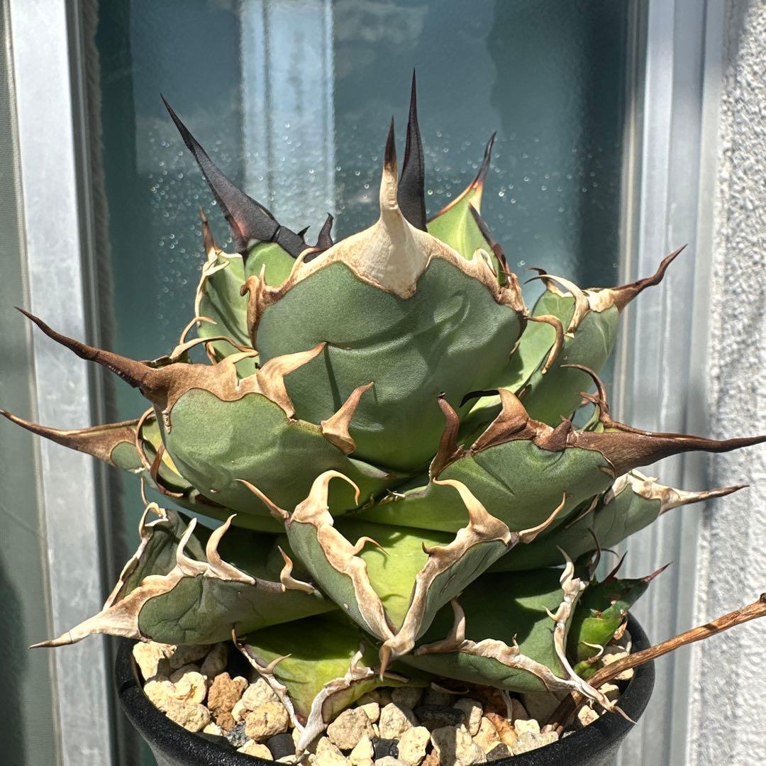 アガベ　チタノタ　ハデス　恐竜鋸歯　黒帝斯　子株2株付き