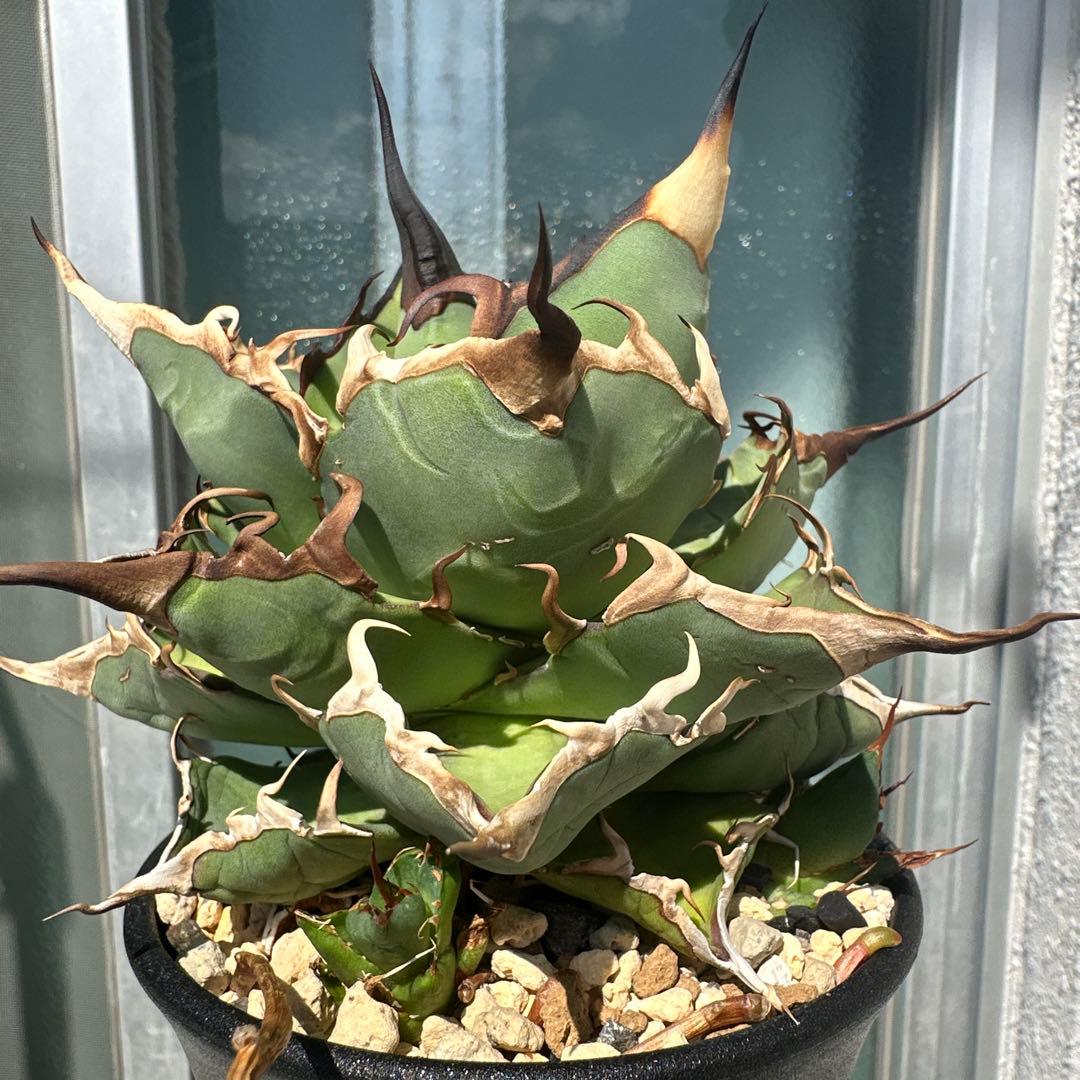 アガベ　チタノタ　ハデス　恐竜鋸歯　黒帝斯　子株2株付き