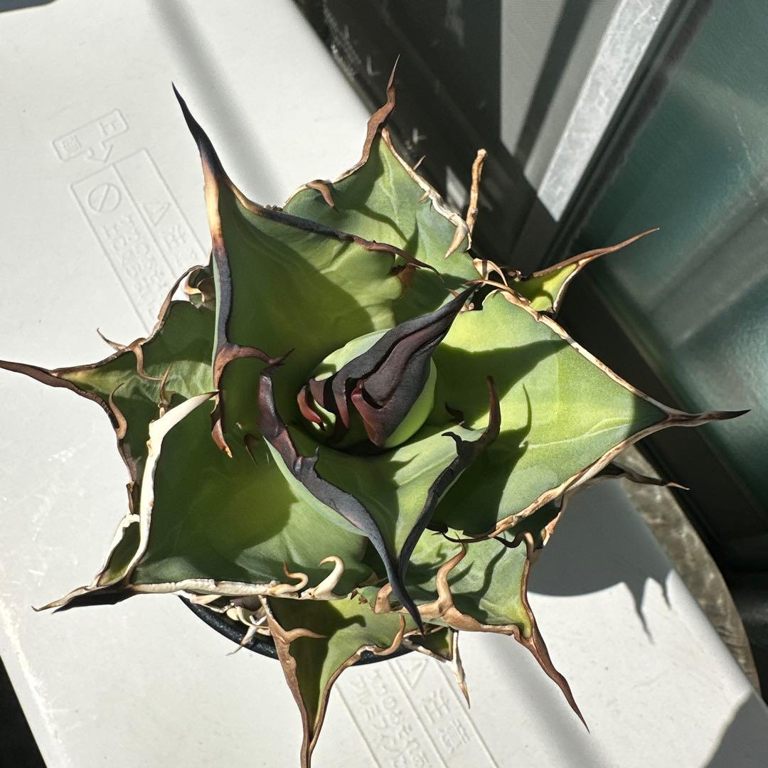 アガベ　チタノタ　ハデス　恐竜鋸歯　黒帝斯　子株2株付き