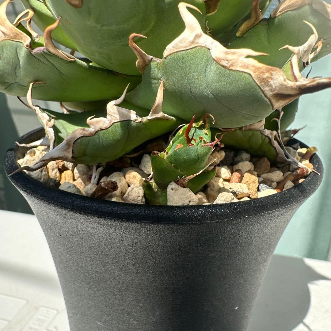 アガベ　チタノタ　ハデス　恐竜鋸歯　黒帝斯　子株2株付き