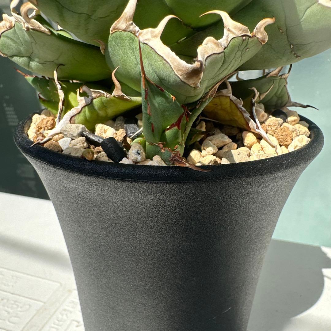 アガベ　チタノタ　ハデス　恐竜鋸歯　黒帝斯　子株2株付き