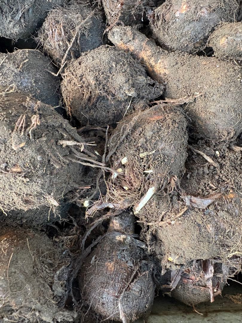 里芋　種芋　八頭　八つ頭　4キロ 富士山麓産