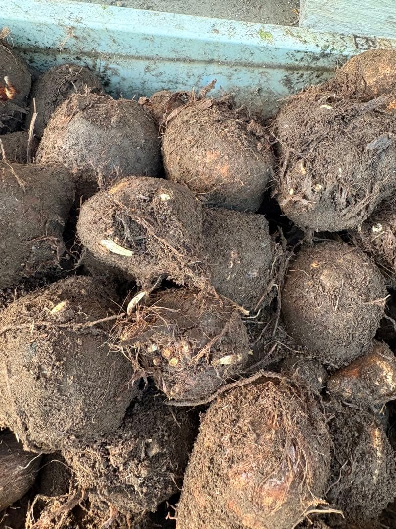 里芋　種芋　八頭　八つ頭　4キロ 富士山麓産