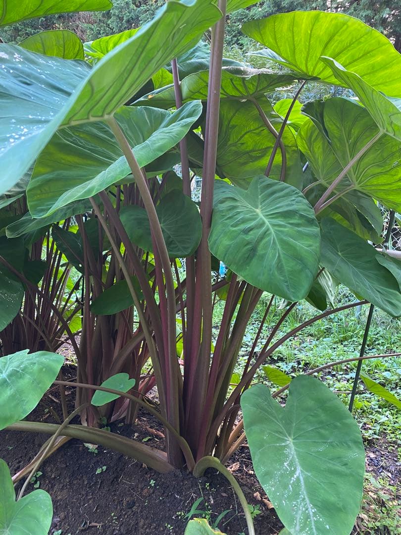 里芋　種芋　八頭　八つ頭　4キロ 富士山麓産