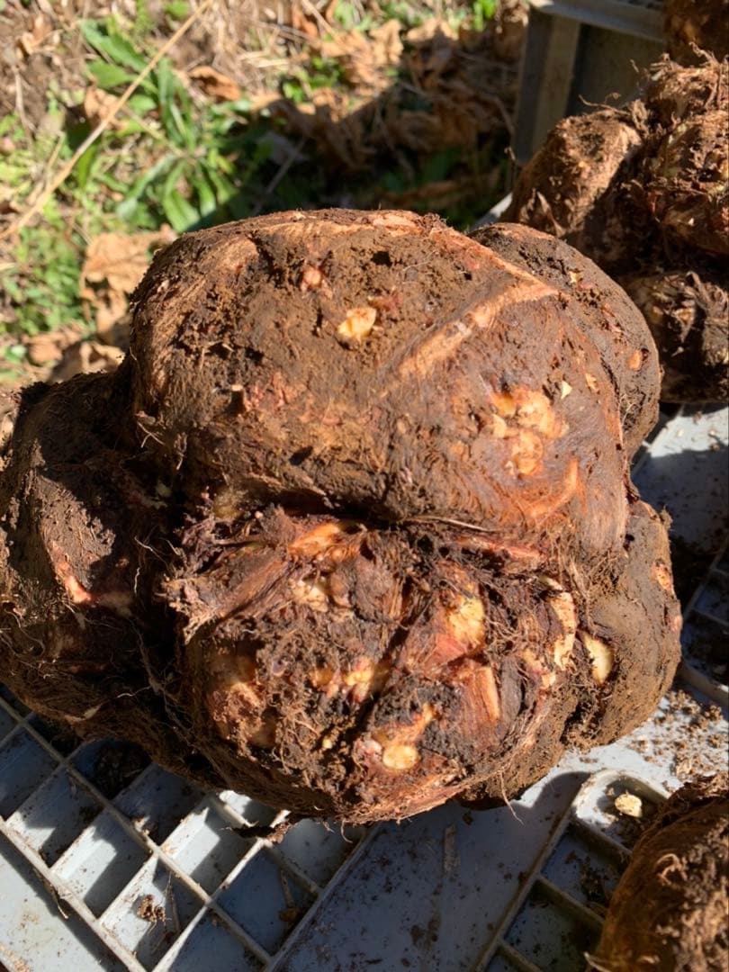 里芋　種芋　八頭　八つ頭　4キロ 富士山麓産