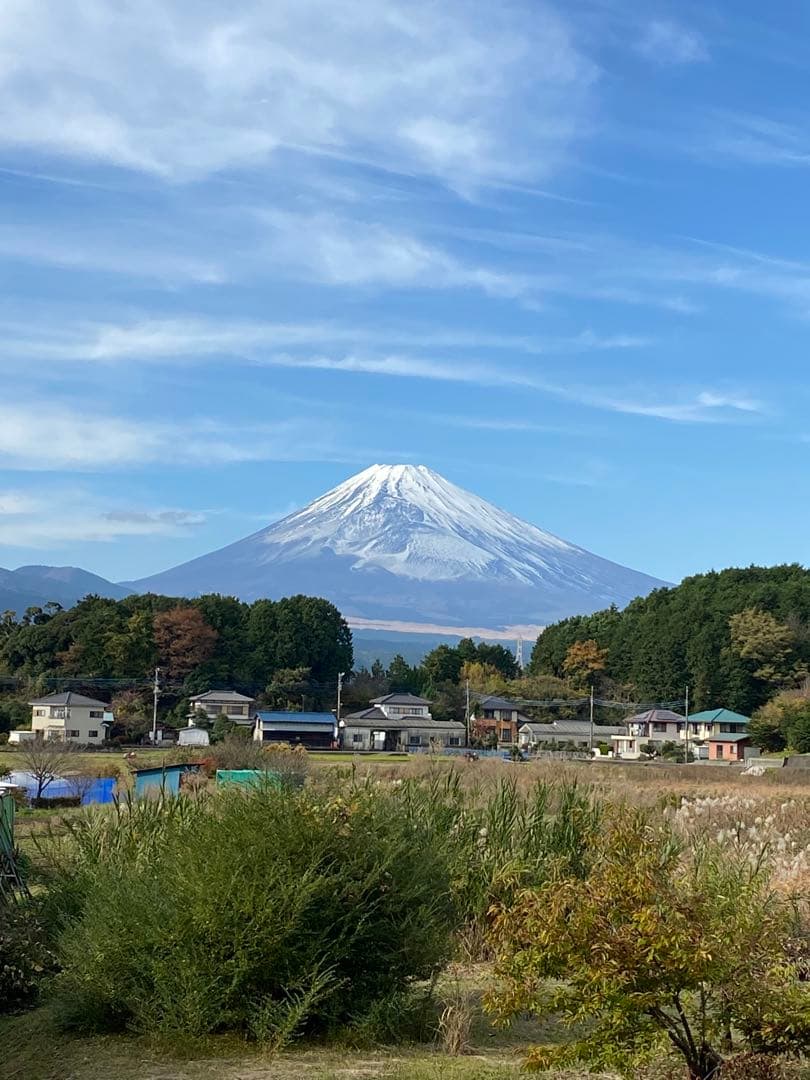 里芋　種芋　八頭　八つ頭　4キロ 富士山麓産
