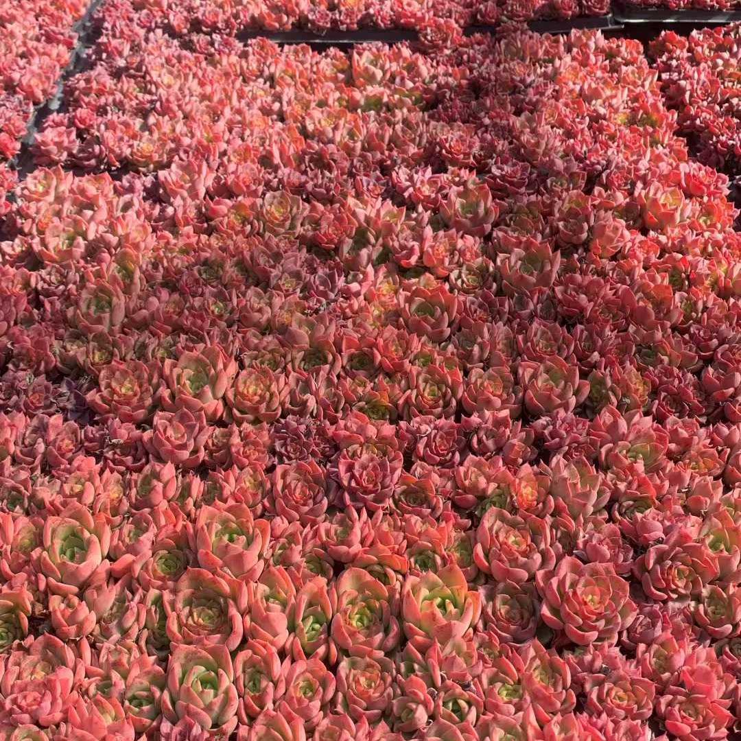 Top【選抜株】多肉植物　25459ノーブル　105個　プラグトレー苗