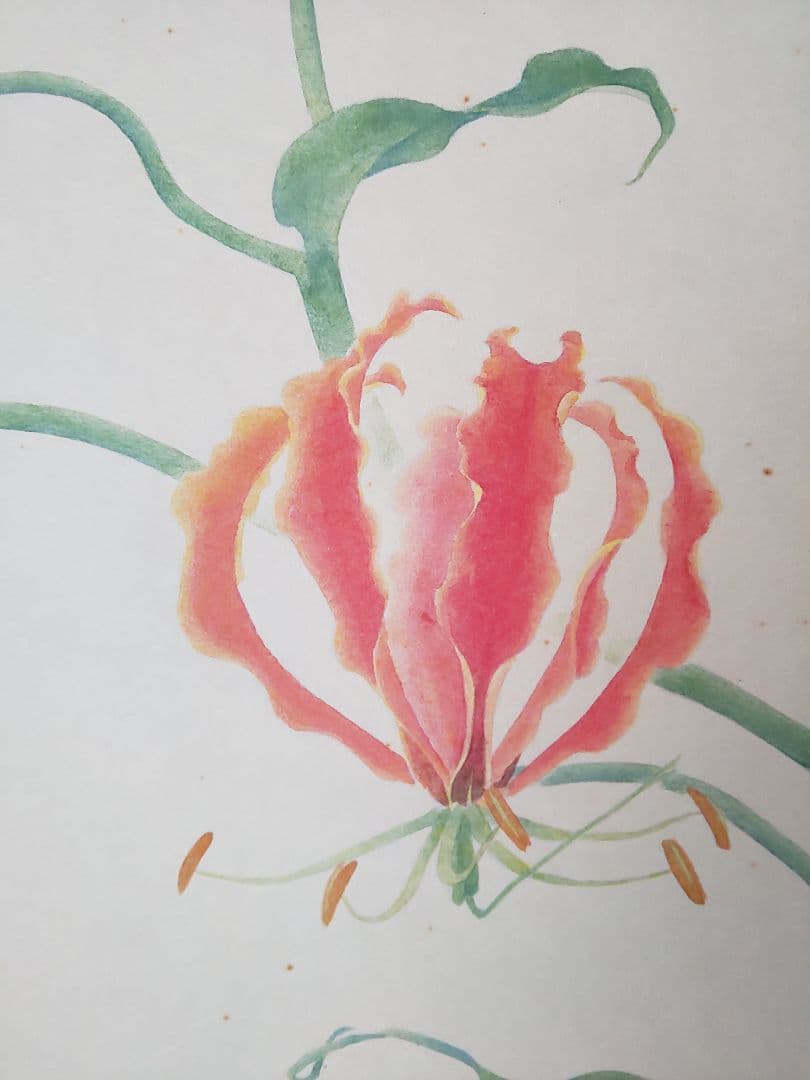 絵画 P6 グロリオサ gloriosa