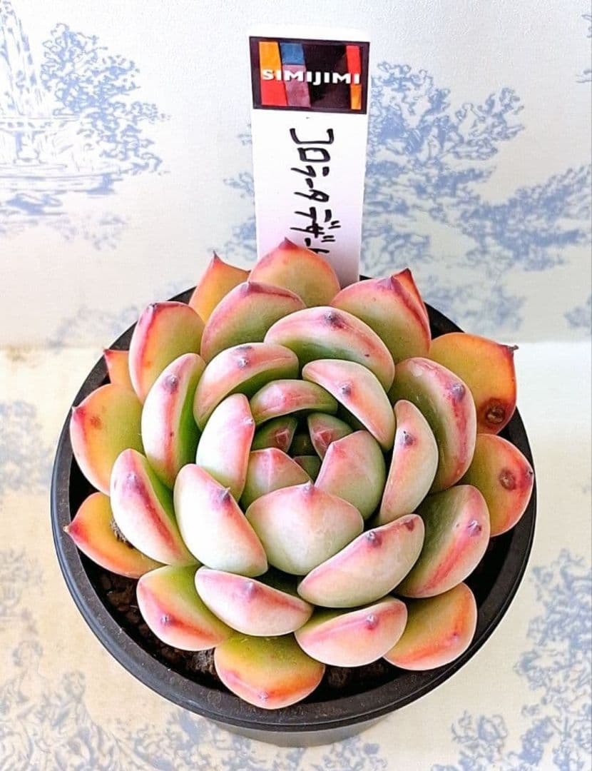 simijimiさん苗コロラータデザートハーモニー札付きポットごとメルカリ便