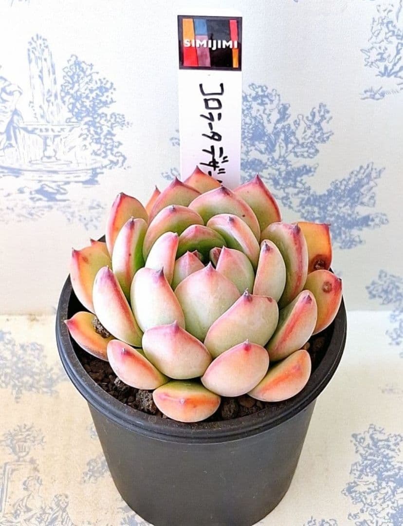 simijimiさん苗コロラータデザートハーモニー札付きポットごとメルカリ便