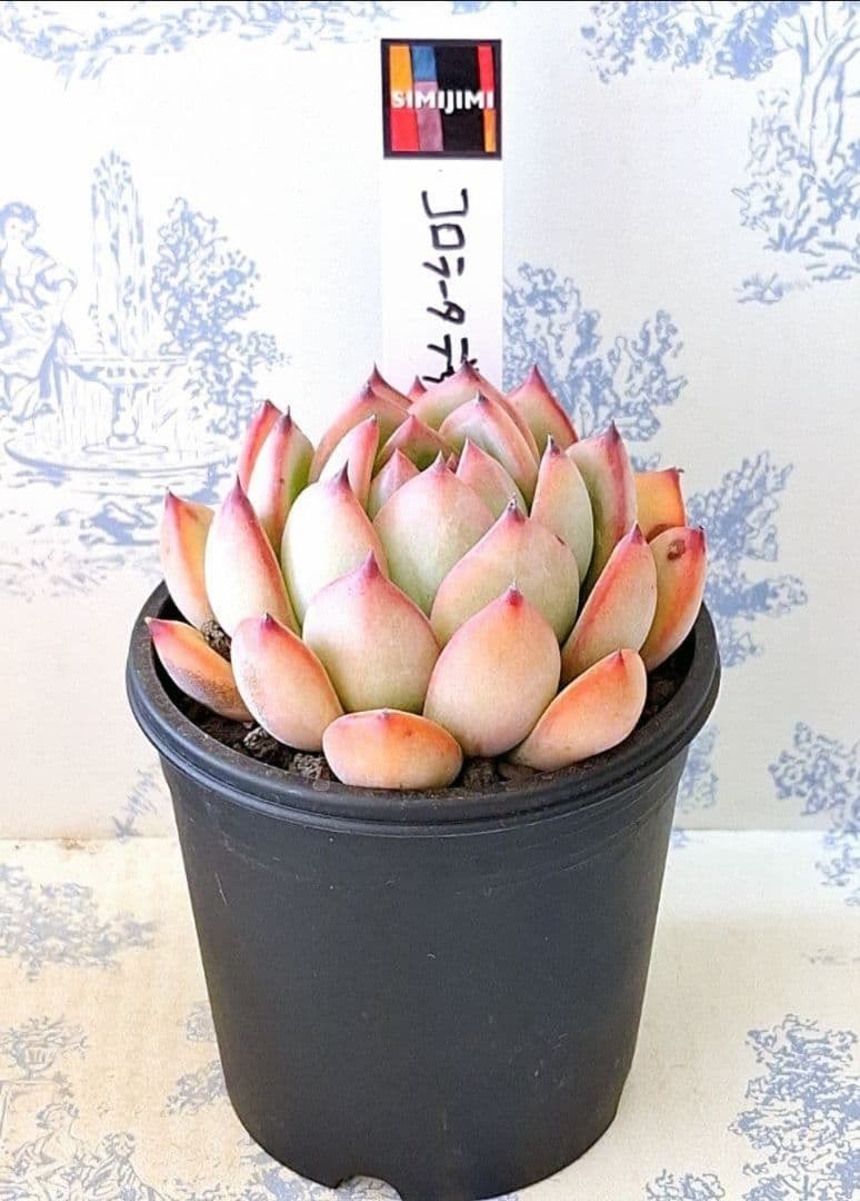 simijimiさん苗コロラータデザートハーモニー札付きポットごとメルカリ便