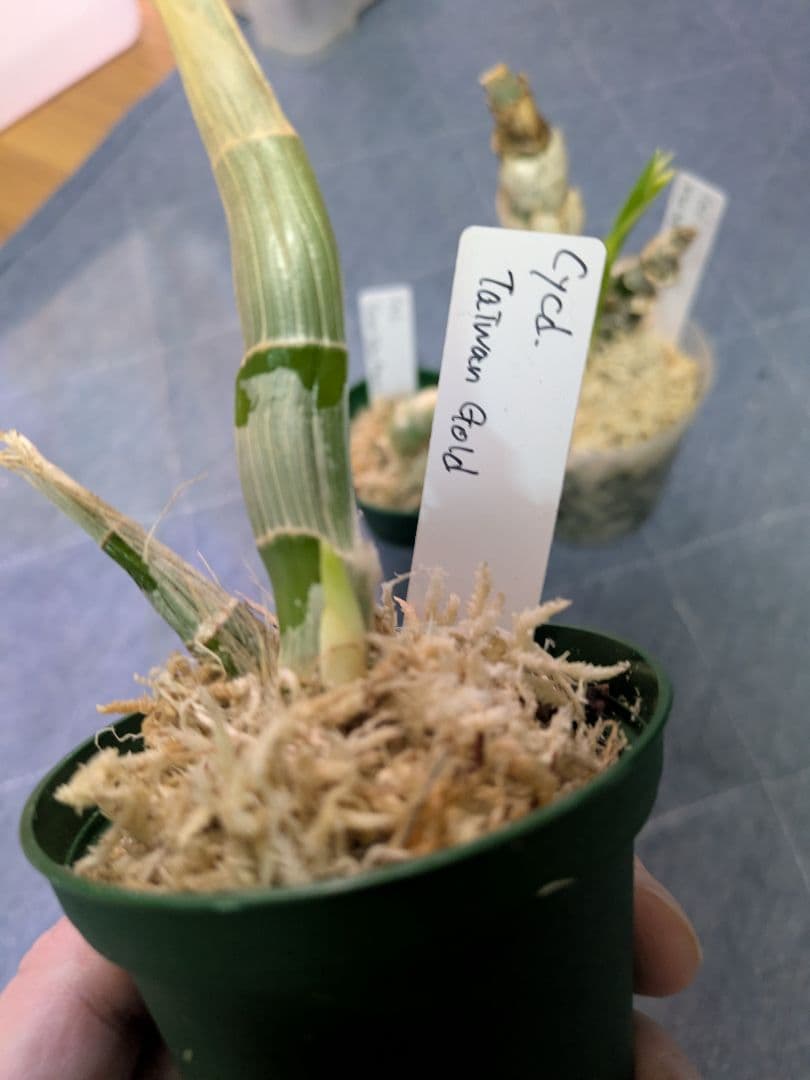 専用　タケノコ蘭３つセット