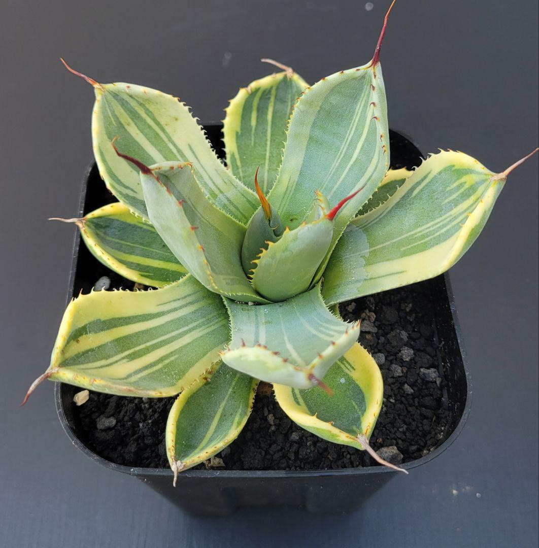 アガベ　パリートランカータ　ライムストリーク　極上斑　No.A42