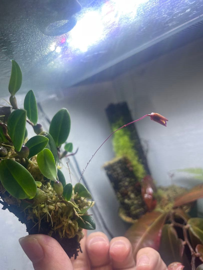 Bulbophyllum nigromaculatum 着生蘭