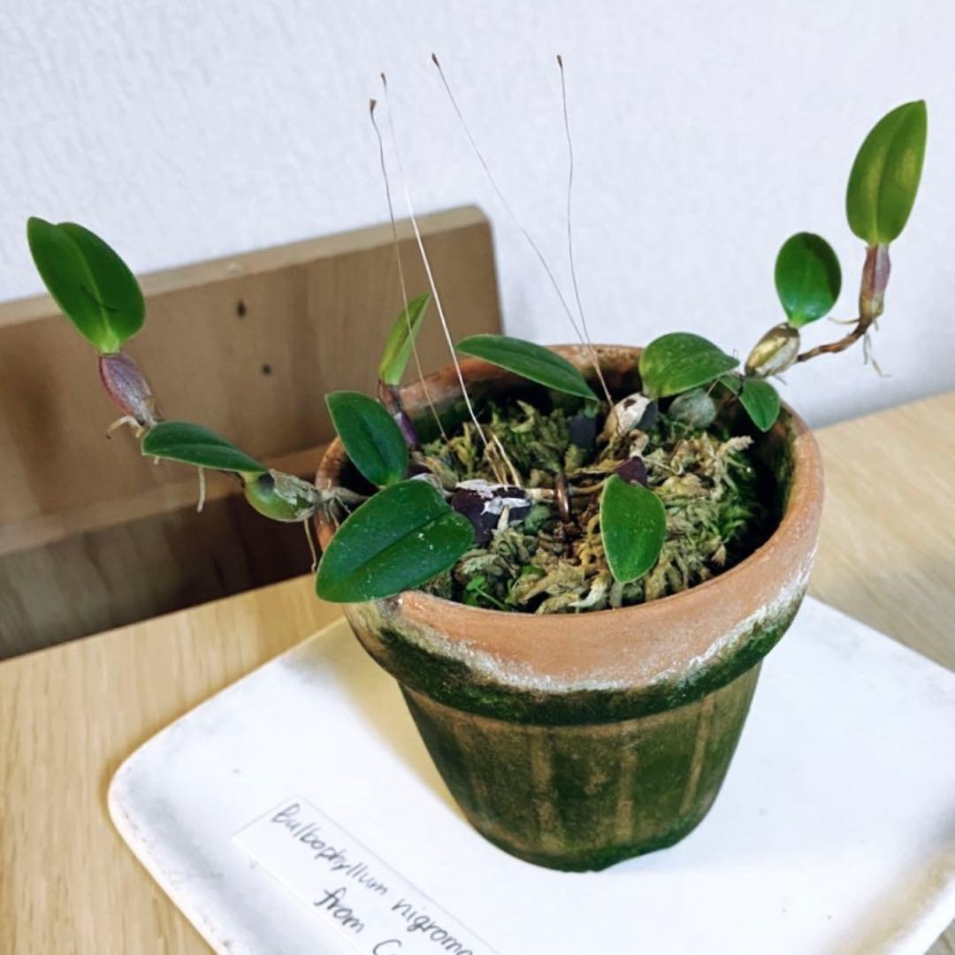 Bulbophyllum nigromaculatum 着生蘭