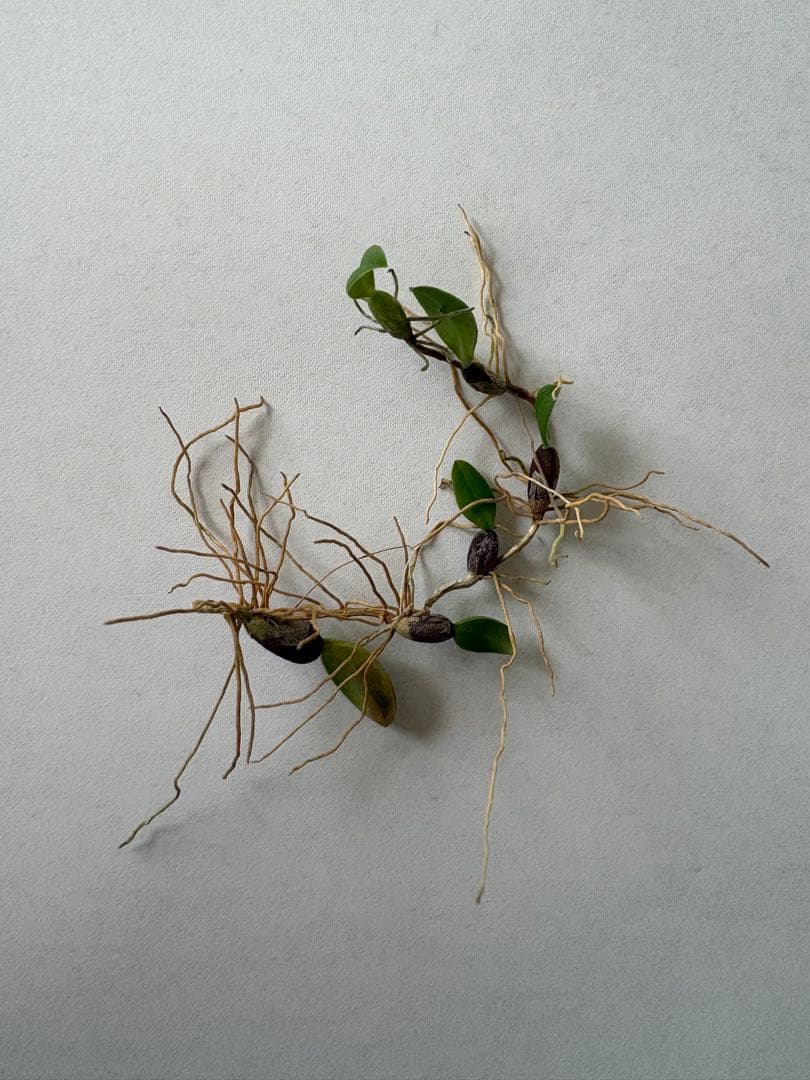 Bulbophyllum nigromaculatum 着生蘭