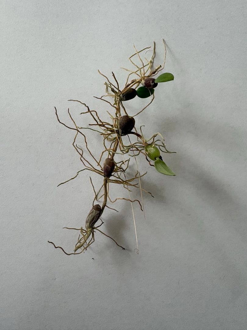 Bulbophyllum nigromaculatum 着生蘭