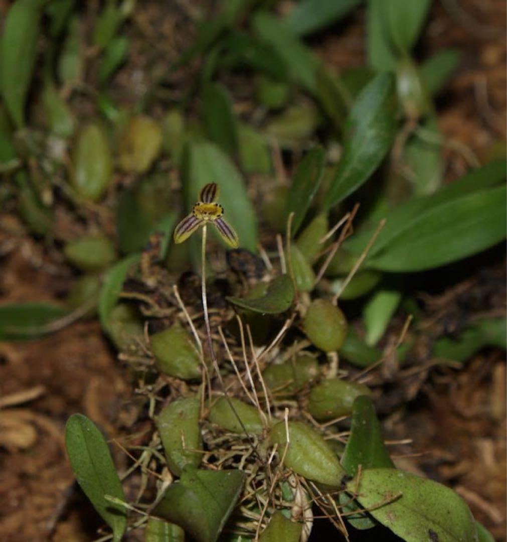 Bulbophyllum nigromaculatum 着生蘭