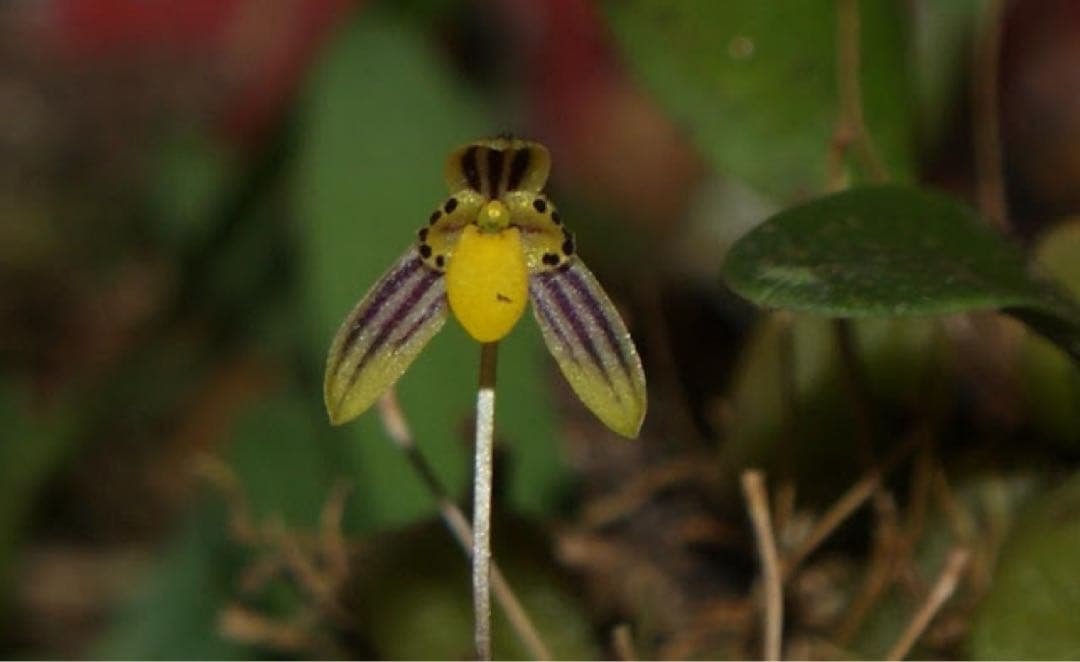 Bulbophyllum nigromaculatum 着生蘭