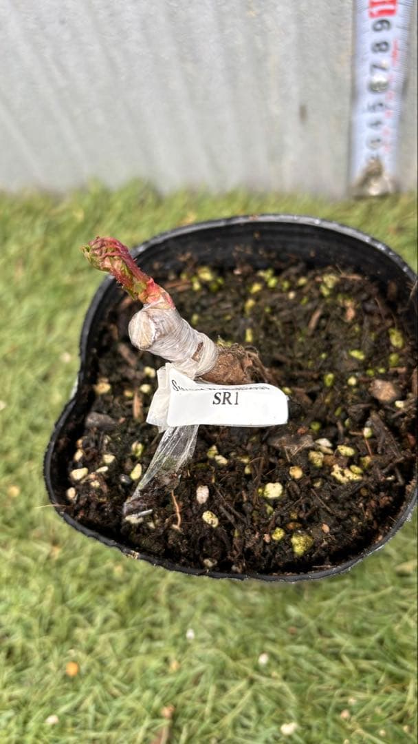 新切りバラ接ぎ木した物 Sweet ♡ Rebellious ♡ Pink