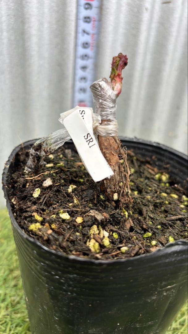 新切りバラ接ぎ木した物 Sweet ♡ Rebellious ♡ Pink