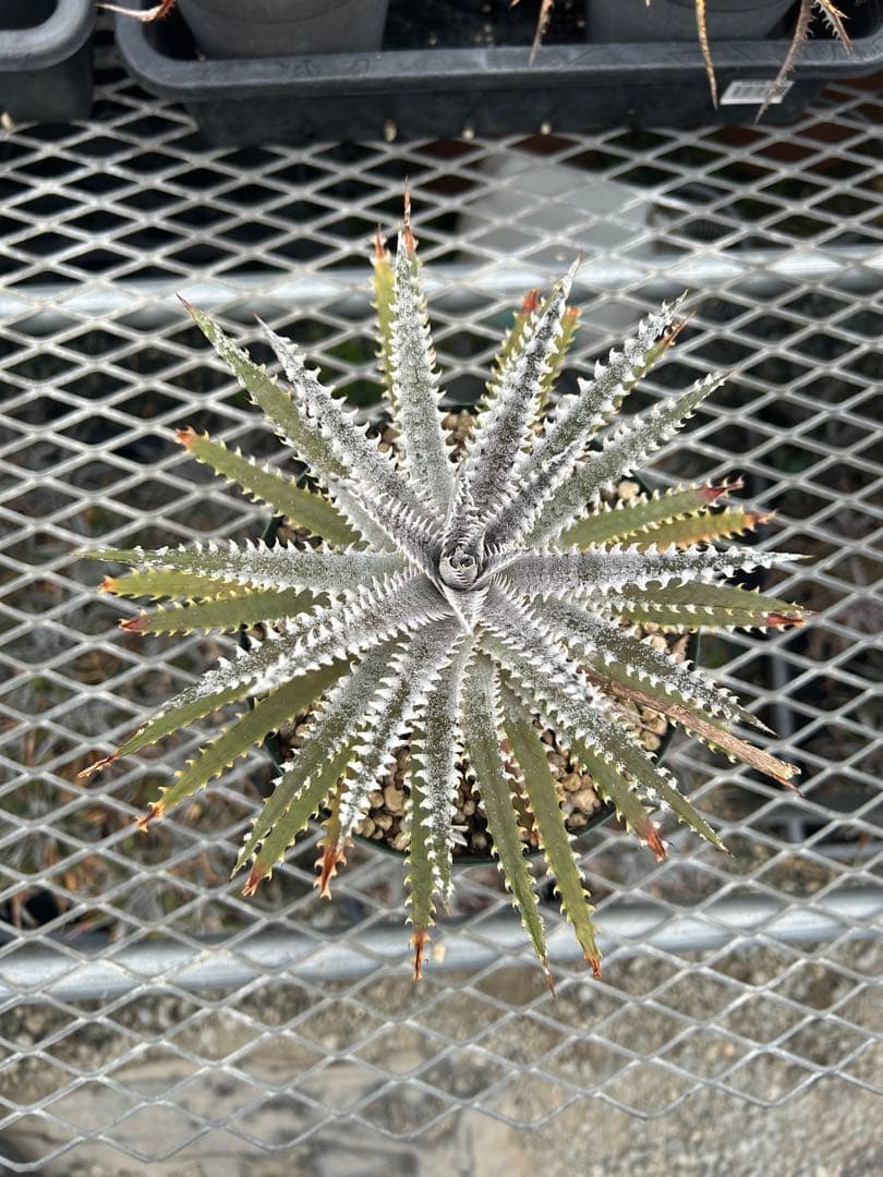 DBディッキア Dyckia Bill Baker hyb #205 ⑵