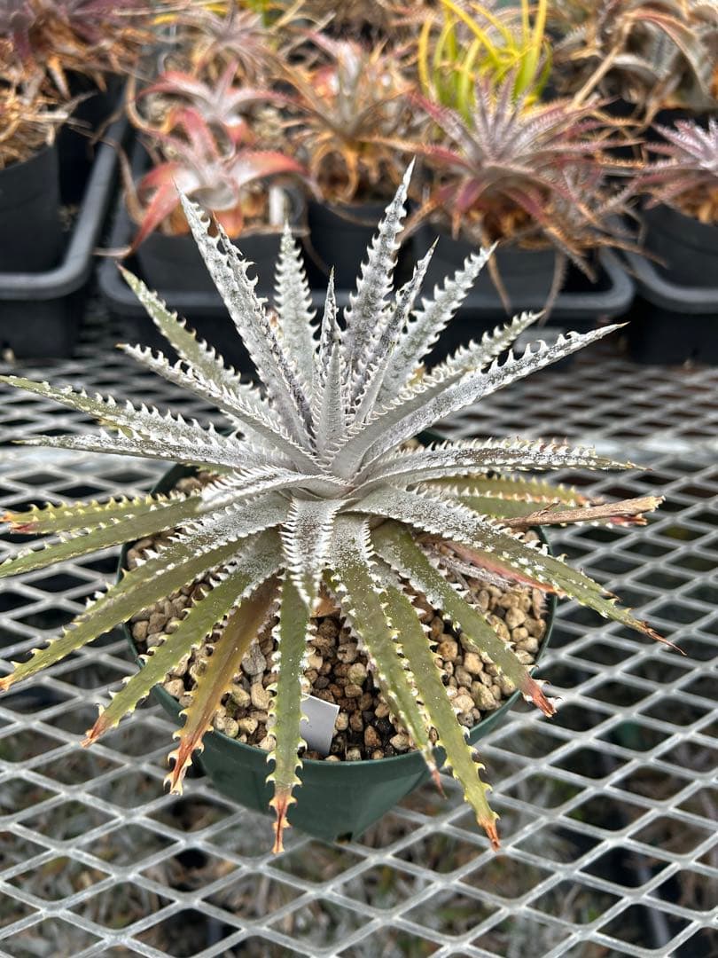 DBディッキア Dyckia Bill Baker hyb #205 ⑵