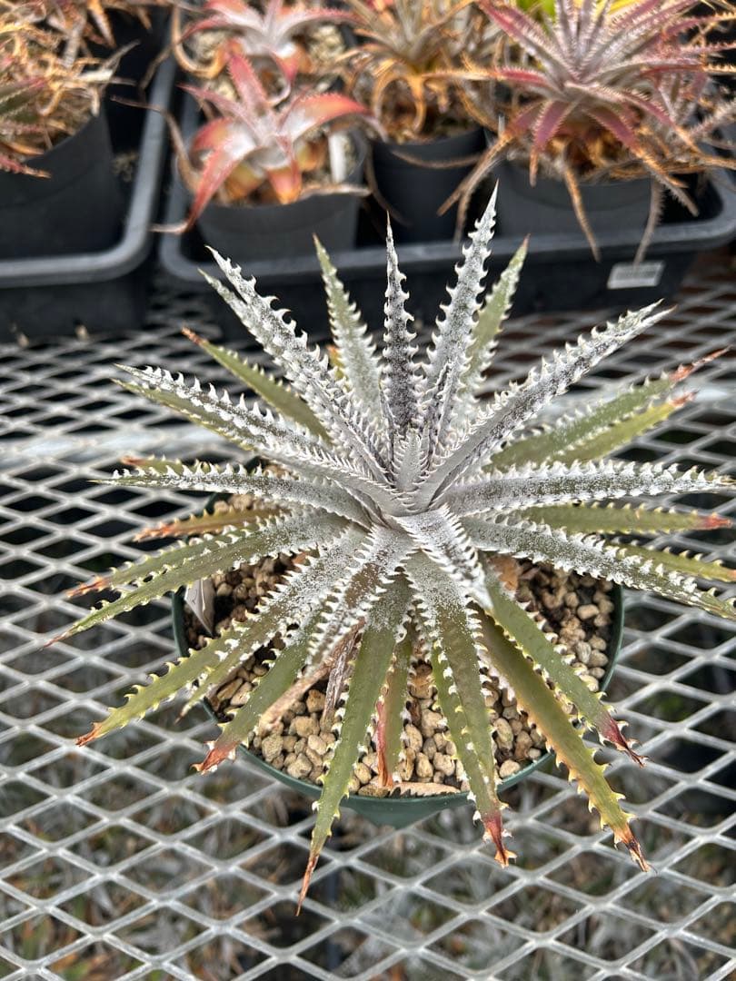 DBディッキア Dyckia Bill Baker hyb #205 ⑵