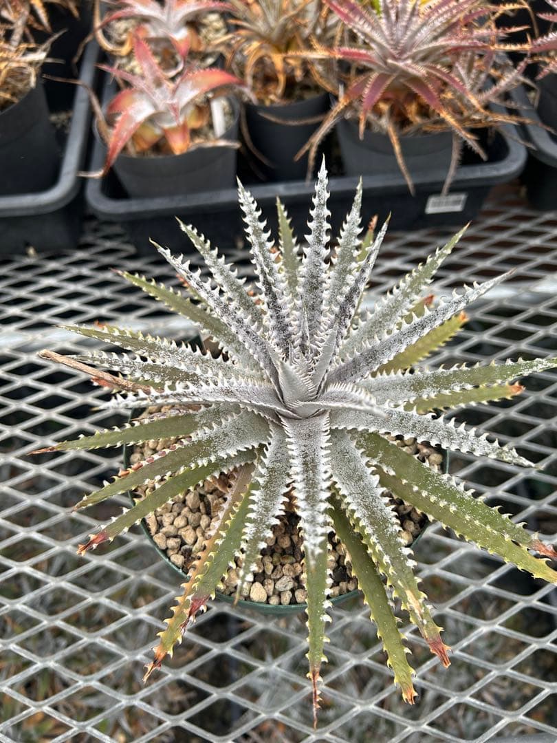DBディッキア Dyckia Bill Baker hyb #205 ⑵