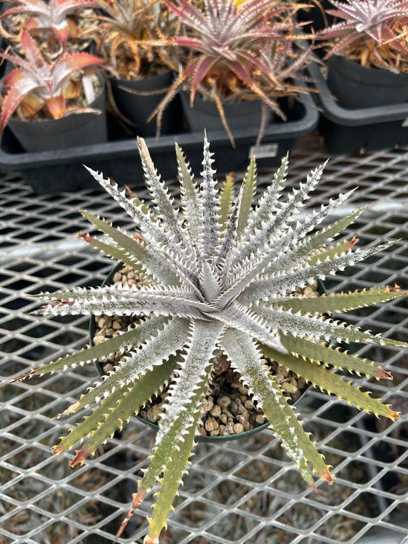 DBディッキア Dyckia Bill Baker hyb #205 ⑵