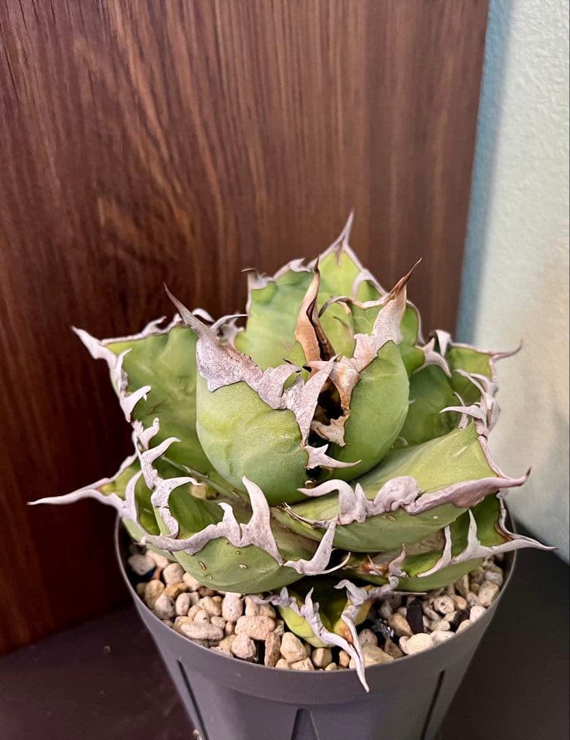 アガベ チタノタ シーザー 2 Agave 悪魔 ブツブツ