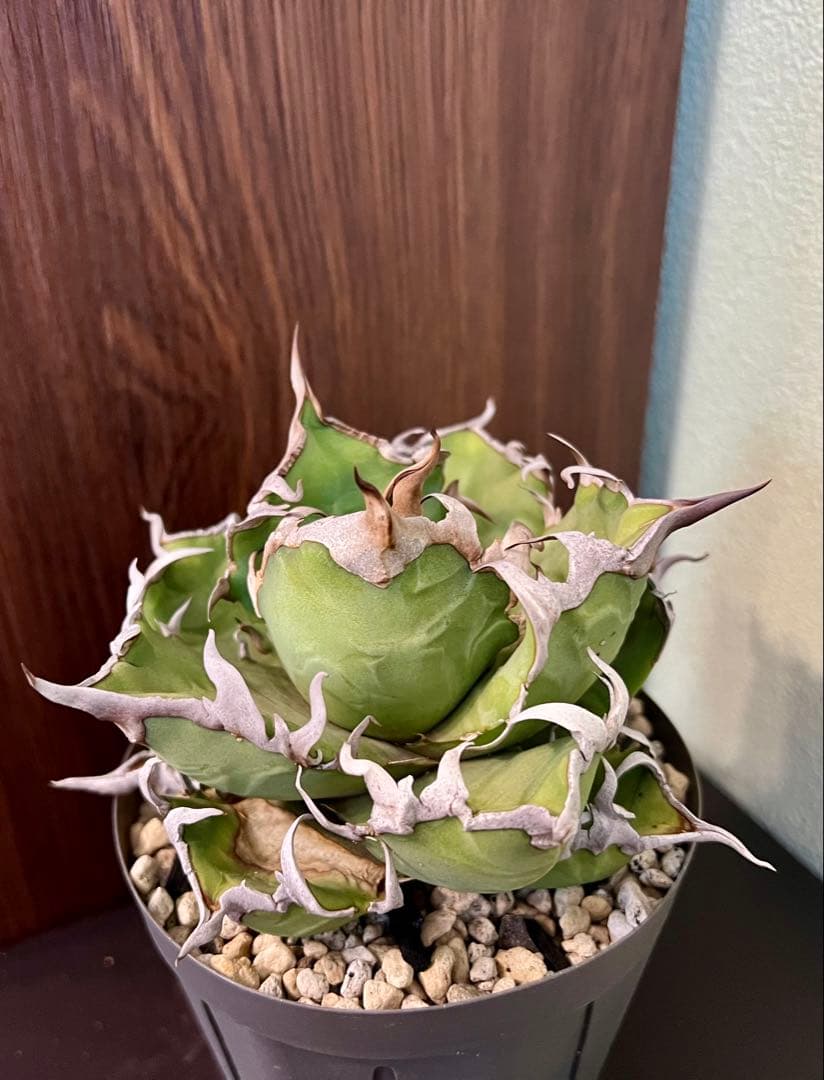 アガベ チタノタ シーザー 2 Agave 悪魔 ブツブツ