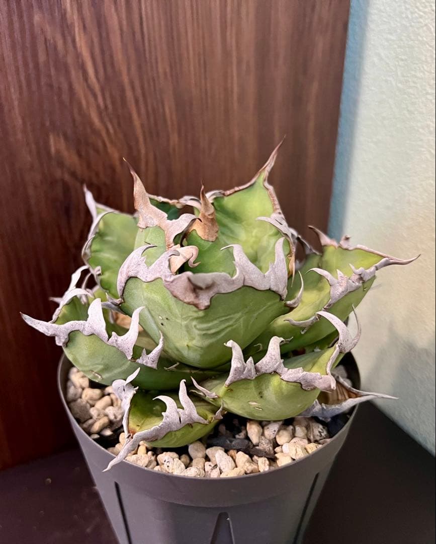 アガベ チタノタ シーザー 2 Agave 悪魔 ブツブツ