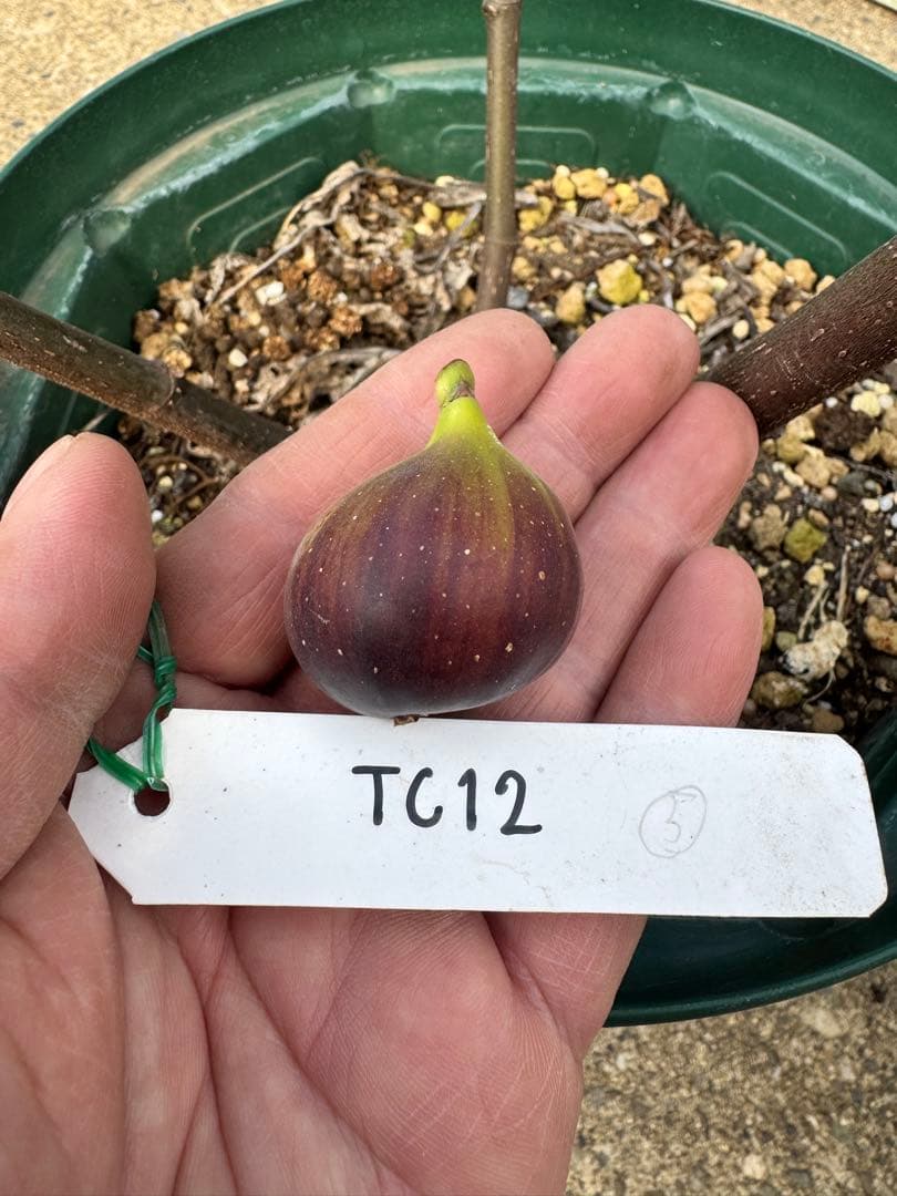 専用です。超絶レアイチジクTC12穂木⑤節目多め