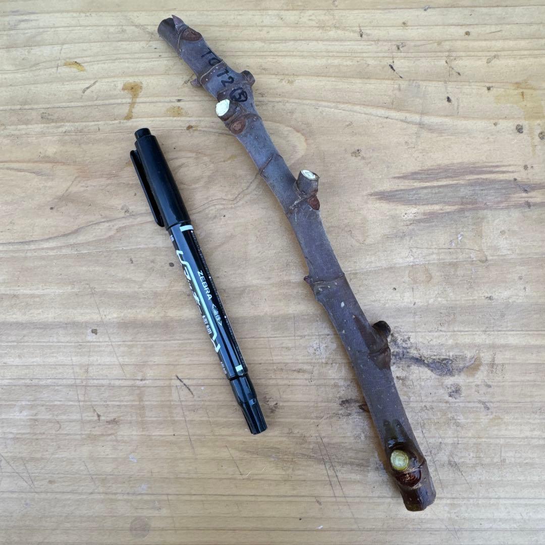 専用です。超絶レアイチジクTC12穂木⑤節目多め