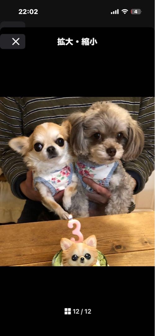 ミルクティー　まんまるあにまるず　ミニ