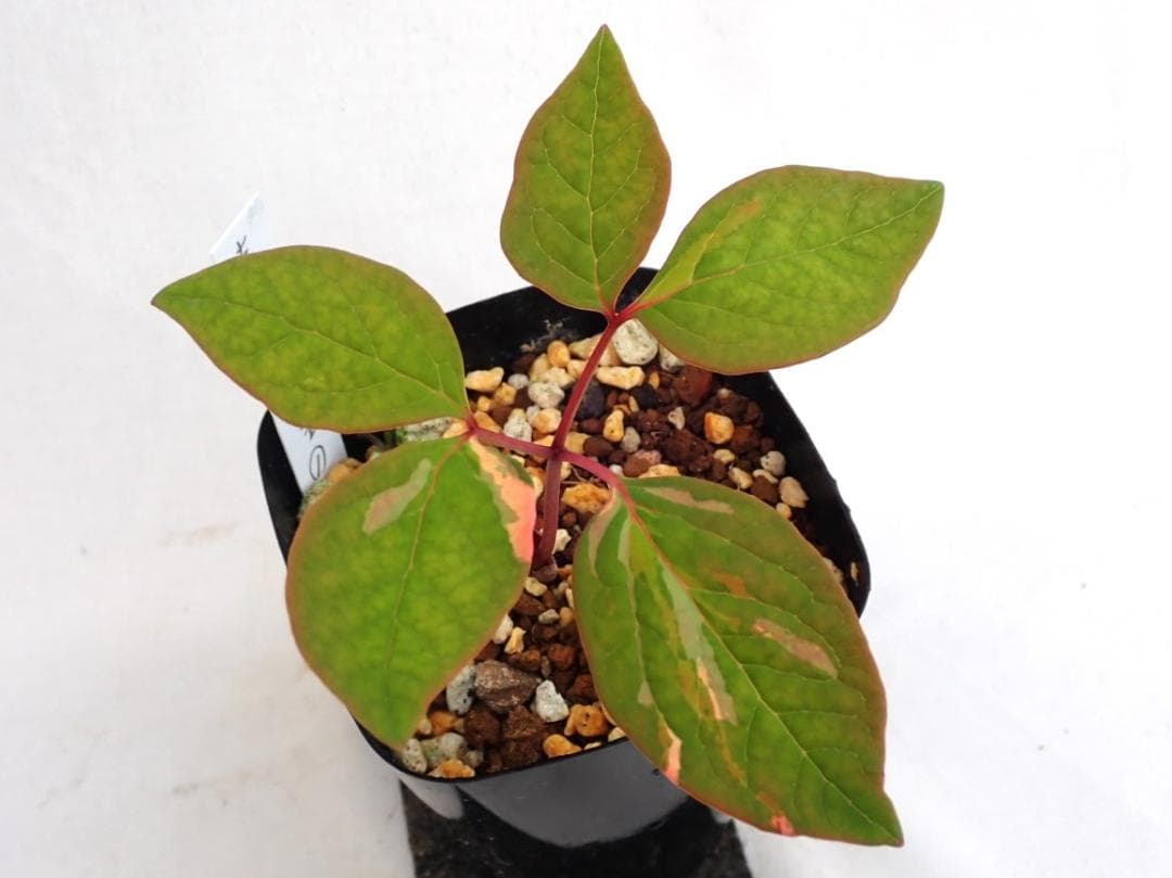 山野草　斑入りヤマシャクヤク　白三光斑　”赤とんぼ”　①